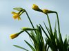 Daffodil
