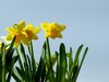 Daffodil