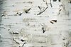 Birch tree bark