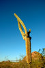 Saguaro cactus 4