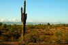 Saguaro cactus 2