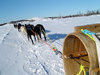 Dog Sled 3