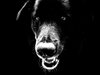Dog Face