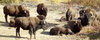 Bison Herd