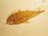 Fossil; Cretaceous Period Fish