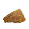 Tree Fossil