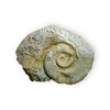 Fossil