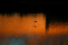Orange Morning 4