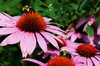 Bee 2
