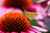 Insects on Flower