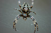 Wood Spider 2