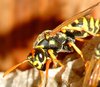 Wasp