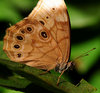 Northern Pearly-eye Butterfly