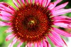 Flower macro 3