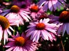 Flower macro 5