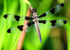 Dragonfly 1