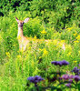 White Tail Deer 2