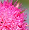 Flower Macro 4