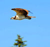 Osprey 1