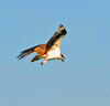 Osprey 3