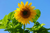 Sunflower Sunshine 4