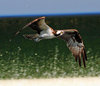 Osprey 5