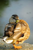 Sleeping Duck 1