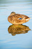 Sleeping Duck 3