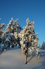 Dead of Winter -40 3