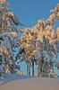 Dead of Winter -40 5