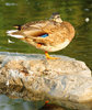 Sleeping Duck 5