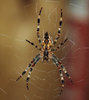 Wood Spider 2