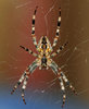 Wood Spider 4