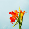 Cuban Flowers 1