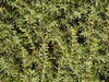 Needle tree texture
