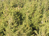Tree texture