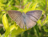 Moth