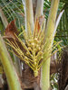 Coconut Flowers