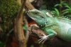 lizzard