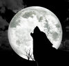 howl