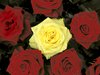 Yellow and red roses