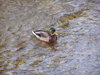Duck in a stream