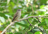Brown-breasted Flycatcher