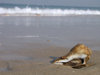 Shell on the beach