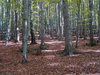 Deep forest