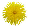 Yellow flower