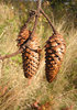 Pine cone