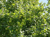 English apples
