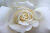 white rose