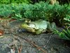 Green Frog